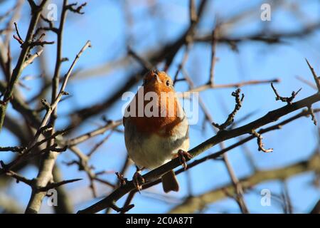 Un Robin européen (erithacus rubecula), communément appelé le Robin Redbreast, dans un arbre dans la campagne d'Ayrshire Banque D'Images