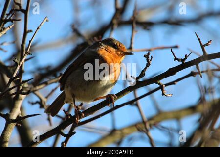 Un Robin européen (erithacus rubecula), communément appelé le Robin Redbreast, dans un arbre dans la campagne d'Ayrshire Banque D'Images