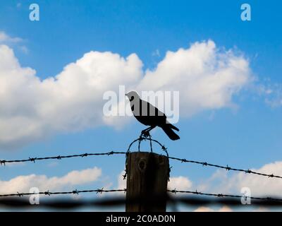 Silhouette de corbeau assis sur la clôture en barbelés. Ciel bleu et nuages blancs sur fond. Banque D'Images