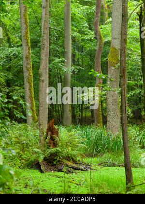 Arbres et souches dans la verdure de la forêt primitive de Bialowieza, Pologne Banque D'Images