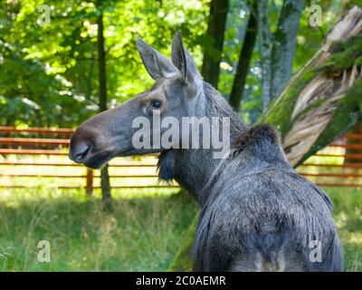 Profil de l'élan eurasien, Alces alces, Bialowieza Primeval Forest, Pologne Banque D'Images
