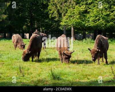 Troupeau européen de bisons dans la forêt primitive de Bialowieza, en Pologne et en Biélorussie Banque D'Images