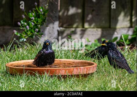 Esturling européen, sturnus vulgaris, barbotage et préenage dans un bain d'oiseaux Banque D'Images