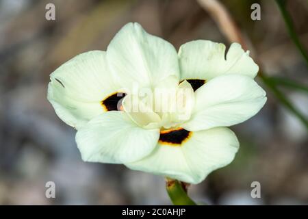 Dietes bicolor plante florale d'été vivace de printemps, jaune, communément appelée drapeau de papillon Banque D'Images