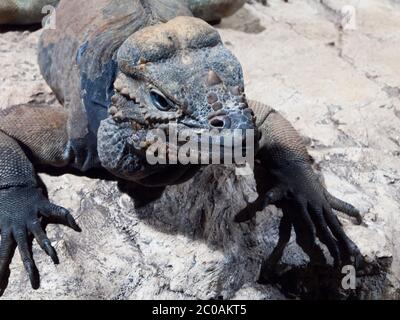 Rhinocéros iguana, alias Goliath Dragon, Cymura cornuta, espèce menacée de lézard des Caraïbes, située sur la roche, République dominicaine, Amérique centrale Banque D'Images