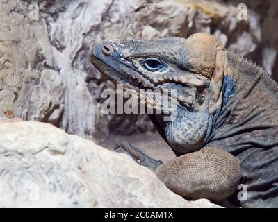 Rhinocéros iguana, alias Goliath Dragon, Cymura cornuta, espèce menacée de lézard des Caraïbes, République dominicaine, Amérique centrale. Vue profil. Banque D'Images