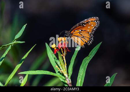 Monarque papillon sur le papillon buisson fleur Banque D'Images