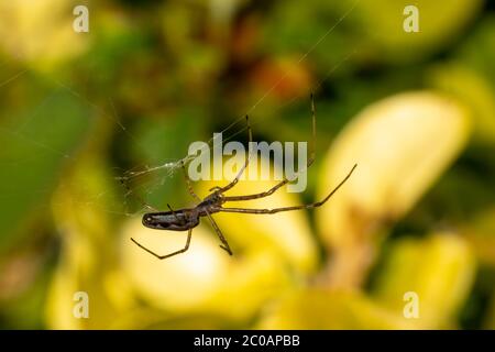 Spider (Tetragnatha extensa) se déplaçant furtivement sur sa toile de soie communément connue sous le nom de photo de stock d'araignée extensible commune Banque D'Images