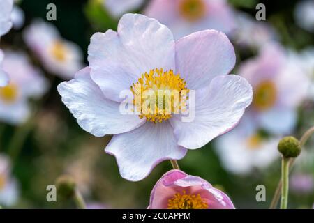 Anemone rivularis un blanc bleu herbacé vivace été automne plante de fleur communément connu comme le fonds de fleurs de la rivière Banque D'Images