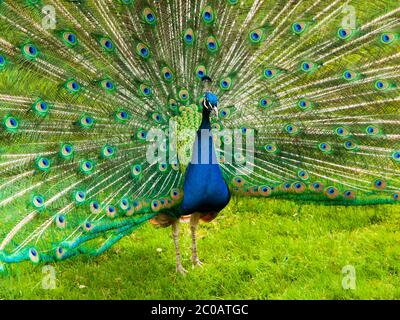 Portrait de beau paon avec des plumes colorées Banque D'Images