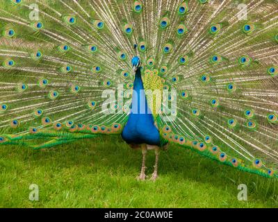 Portrait de beau paon avec des plumes colorées Banque D'Images