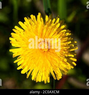 Pissenlit jaune en pleine floraison, vue d'en haut Banque D'Images