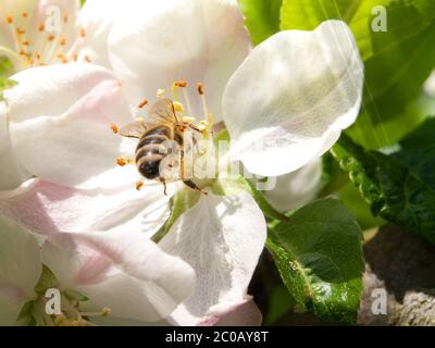 L'abeille recueille le nectar et le pollen sur la fleur de cerisier blanc avec des feuilles vertes et des rayons de soleil sur le fond. Thème du printemps. Banque D'Images