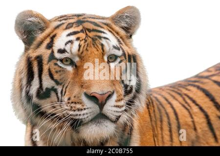 Portrait du tigre de Sibérie isolé sur fond blanc Banque D'Images