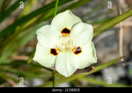 Dietes bicolor plante florale d'été vivace de printemps, jaune, communément appelée drapeau de papillon Banque D'Images