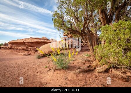 Paysages du parc national Arches Banque D'Images