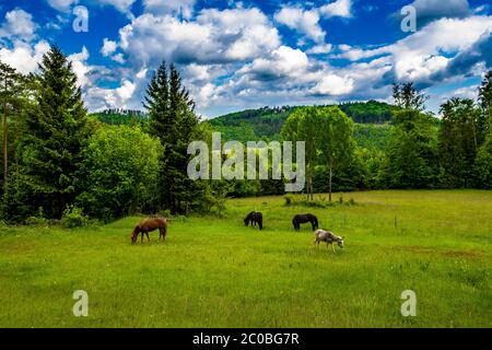 Chevaux et Donkey sur le pré en paysage rural en Autriche Banque D'Images