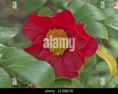 Gros plan de camellia japonica rouge. Theaceae camellia japonica - Matotiana suprême. Banque D'Images