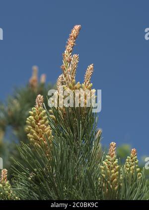 Gros plan sur le faux cyprès de Hinoki. Cupressaceae Chamaecyparis obtusa. Banque D'Images