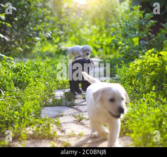 Groupe de chiots Golden Retriever dans la cour Banque D'Images