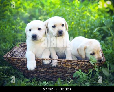 Groupe d'adorables chiots golden retriever dans la cour Banque D'Images