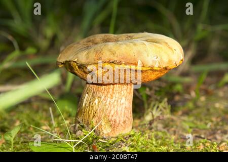 Beau gros champignons bruns dans l'herbe. Banque D'Images