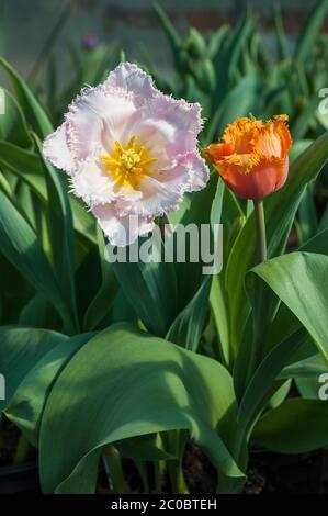 Deux tulipa un rose et une orange de la tulipe à fleurs à franges unique du milieu au fin du printemps appartenant au groupe de tulipes à franges Division 7. Banque D'Images