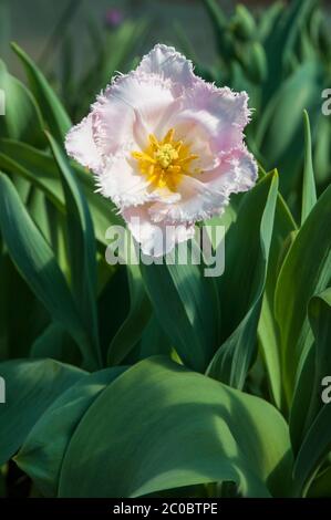Gros plan montrant la stigmatisation et l'endurance d'une tulipe à fleurs à franges unique du milieu au fin du printemps appartenant au groupe de tulipes à frange Division 7. Banque D'Images