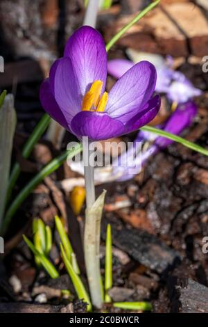 Crocus tommasiianus 'Whitewell Purple' une plante de fleur de printemps pourpre Banque D'Images