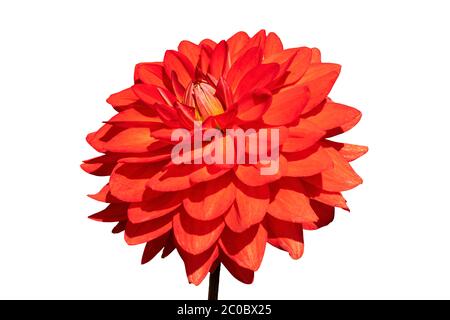 Dahlia 'Taratahi Ruby' plante herbacée vivace été été automne vivace plante florale découpée et isolée sur fond blanc Banque D'Images