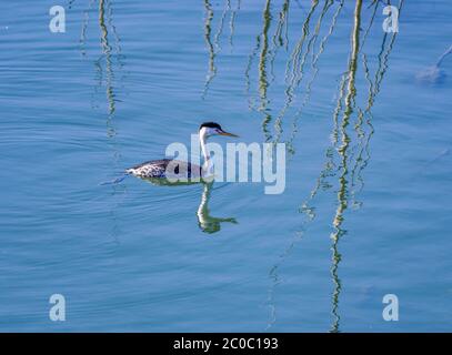WESTERN grebe (Aechmophorus occidentalis) natation dans le lac Berryessa CA USA Banque D'Images