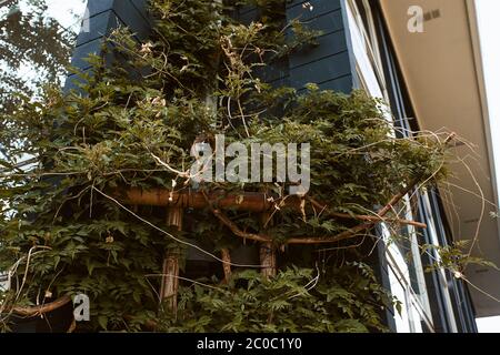 Treillis de bois contre un bâtiment moderne, recouvert de vignes vertes et de feuillage. Boulder, Colorado, États-Unis Banque D'Images