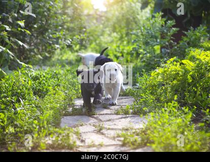 Groupe de chiots Golden Retriever dans la cour Banque D'Images