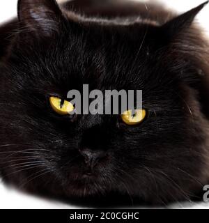 Chat noir regardant vers vous avec des yeux jaune vif Banque D'Images