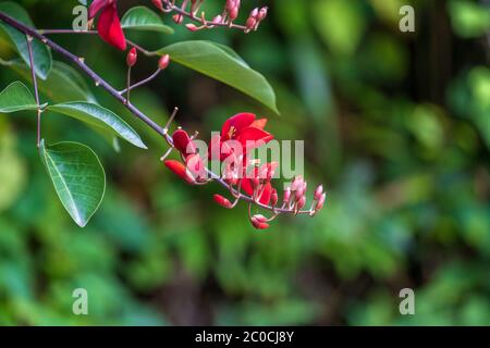 Arbre coloré d'été avec des fleurs tropicales rouges dans le jardin du Vietnam, gros plan Banque D'Images