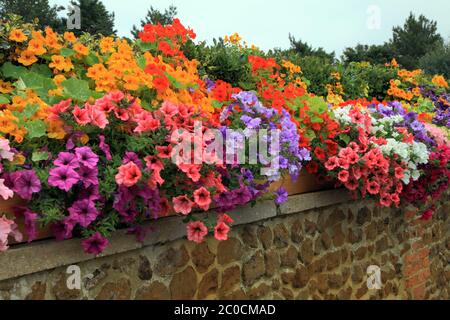 Pétunias, surplomb, mur de jardin, plantes de literie, couleurs mélangées Banque D'Images