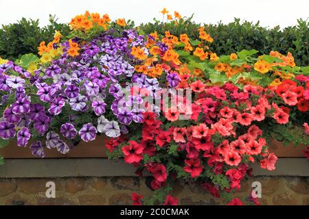 Pétunias, surplomb, mur de jardin, plantes de literie, couleurs mélangées Banque D'Images