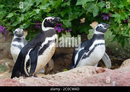 Pingouins magellaniques (sud-américains), gros plan Banque D'Images