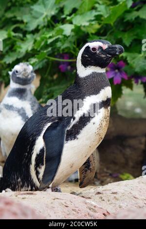 Pingouins magellaniques (sud-américains), gros plan Banque D'Images