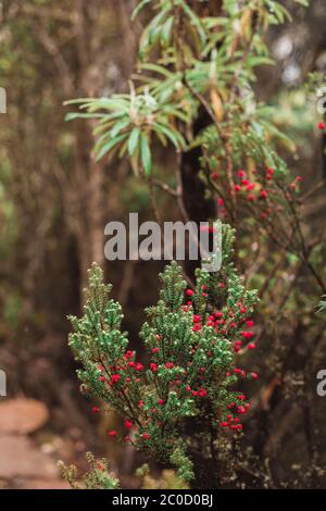 Plante tasmanienne indigène, arbre, fleur, feuilles après la pluie, Kunanyi, Mont Wellington Banque D'Images