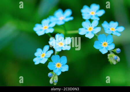 Neuf fleurs bleu ciel Banque D'Images