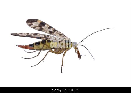 La famille de la mouche Scorpion Panorpidae sur fond blanc Banque D'Images