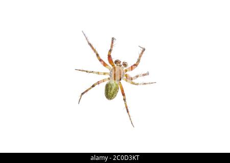 Araignée vert rouille sur fond blanc Banque D'Images