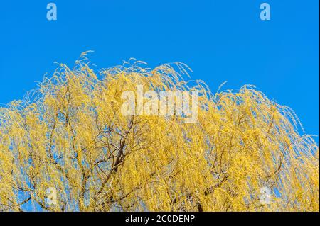 Vue sur le saule jaune Banque D'Images