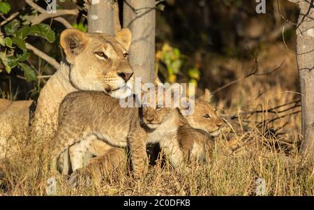 Une lionne adulte et ses deux petits lions reposant sur l'herbe sous un arbre en plein soleil à Savuti Botswana Banque D'Images