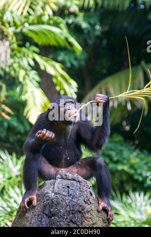 Un Chimpanzé s'assoit sur la roche et utilise une paille comme outil pour obtenir la nourriture du trou sur la roche. Le chimpanzé est une espèce de grand singe. Banque D'Images