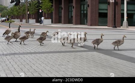 Jersey City, New Jersey, États-Unis. 11 juin 2020. Les oies sont montrées en traversant la promenade latérale sur le boulevard Marin à Jersey City, New Jersey. La famille amphibie semblait être à l'extérieur pour une promenade avant de se rendre à leur lieu de nidification à quelques mètres du centre commercial Newport Center Mall de Jersey City. Crédit : Brian Branch Price/ZUMA Wire/Alay Live News Banque D'Images