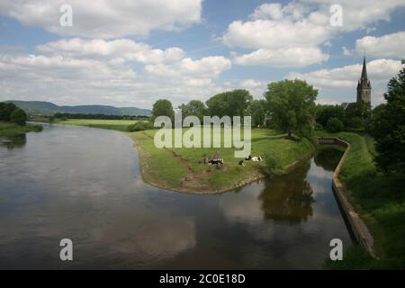 Vaches sur le Weser à Rinteln Banque D'Images