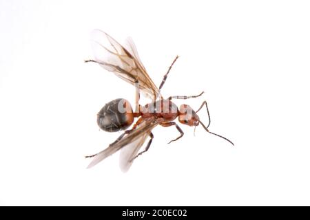 Insecte brun sur fond blanc Banque D'Images