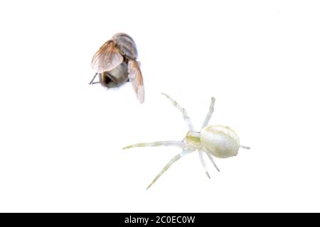 Araignée blanche avec mouche sur fond blanc Banque D'Images